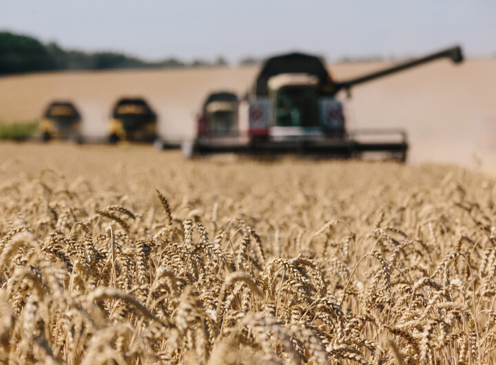 Russia's invasion of Ukraine disrupts global wheat market, raises hunger fears